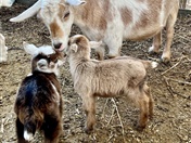 Welcome to the world, goat kids